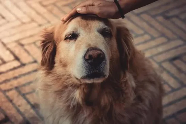 Senior dog health care tips